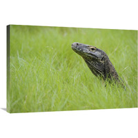 Komodo Dragon in grass, Nusa Tenggara, Indonesia-Canvas Art-36"x24"