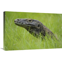 Komodo Dragon in grass, Nusa Tenggara, Indonesia-Canvas Art-30"x20"