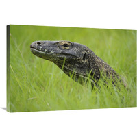 Komodo Dragon in grass, Nusa Tenggara, Indonesia-Canvas Art-36"x24"