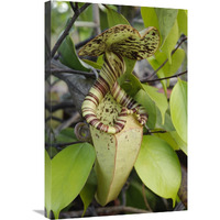 Pitcher Plant pitcher, Brunei, Borneo, Indonesia-Canvas Art-20"x30"