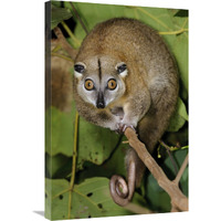 Moluccan Cuscus, Halmahera, North Maluku, Indonesia-Canvas Art-20"x30"