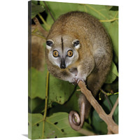 Moluccan Cuscus, Halmahera, North Maluku, Indonesia-Canvas Art-24"x36"