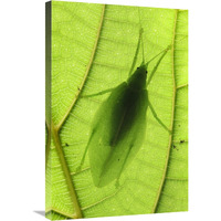 Katydid camouflaged on leaf, Sabah, Borneo, Malaysia-Canvas Art-20"x30"