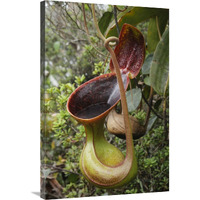 Low"s Pitcher Plant pitcher, Sabah, Borneo, Malaysia-Canvas Art-24"x36"