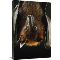 Large Flying Fox roosting, Kuching, Borneo, Malaysia-Canvas Art-20"x30"