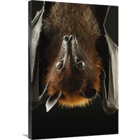 Large Flying Fox roosting, Kuching, Borneo, Malaysia-Canvas Art-24"x36"