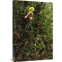 Orchid flower in rainforest, Sabah, Borneo, Malaysia-Canvas Art-20"x30"