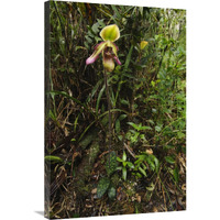 Orchid flower in rainforest, Sabah, Borneo, Malaysia-Canvas Art-24"x36"