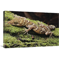 Borneo Bow-fingered Gecko, Sarawak, Borneo, Malaysia-Canvas Art-30&quotx20"