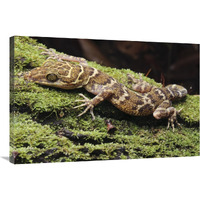 Borneo Bow-fingered Gecko, Sarawak, Borneo, Malaysia-Canvas Art-36"x24"