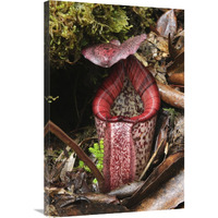 Burbidge"s Pitcher Plant pitcher, Sabah, Borneo, Malaysia-Canvas Art-24"x36"