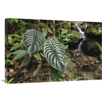 Taro leaves near creek in rainforest, Sabah, Borneo, Malaysia-Canvas Art-36"x24"