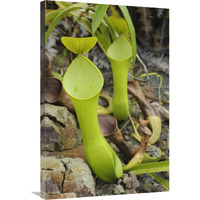 Reinwardt"s Pitcher Plant pitchers, Sarawak, Borneo, Malaysia-Canvas Art-24"x36"