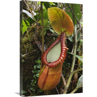 Pitcher Plant pitcher, Gunung Trus Madi, Sabah, Borneo, Malaysia-Canvas Art-20"x30"