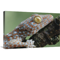 Tokay Gecko juvenile showing vertical pupil, Uthai Thani, Thailand-Canvas Art-30"x20"