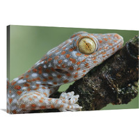 Tokay Gecko juvenile showing vertical pupil, Uthai Thani, Thailand-Canvas Art-36"x24"