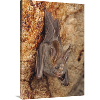 Lesser False Vampire Bat roosting in cave, Sekunyit, Bau, Malaysia-Canvas Art-24"x36"