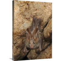 Lesser False Vampire Bat roosting in cave, Sekunyit, Bau, Malaysia-Canvas Art-20"x30"