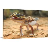 Knob-tailed Gecko in defensive posture, Western Australia, Australia-Canvas Art-30"x20"