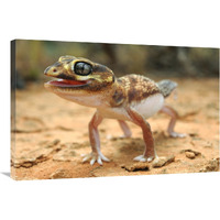 Knob-tailed Gecko in defensive posture, Western Australia, Australia-Canvas Art-36&quotx24"