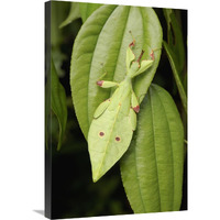 Walking Stick juvenile camouflaged on leaf, Sarawak, Borneo, Malaysia-Canvas Art-20"x30"