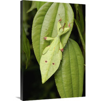 Walking Stick juvenile camouflaged on leaf, Sarawak, Borneo, Malaysia-Canvas Art-24"x36"