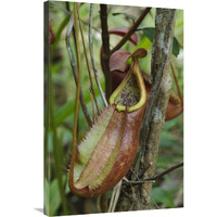 Pitcher Plant pitcher, newly described species, Surat Thani, Thailand-Canvas Art-24"x36"