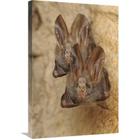 Lesser False Vampire Bat pair roosting in cave, Sekunyit, Bau, Malaysia-Canvas Art-20"x30"