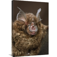 Bornean Horseshoe Bat, Bukit Sarang Conservation Area, Bintulu, Borneo, Malaysia-Canvas Art-20"x30"