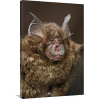 Bornean Horseshoe Bat, Bukit Sarang Conservation Area, Bintulu, Borneo, Malaysia-Canvas Art-24"x36"