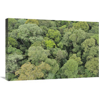 Canopy of lowland mixed dipterocarp forest, Lambir Hills National Park, Borneo, Malaysia-Canvas Art-30&quotx20"