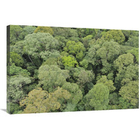 Canopy of lowland mixed dipterocarp forest, Lambir Hills National Park, Borneo, Malaysia-Canvas Art-36"x24"