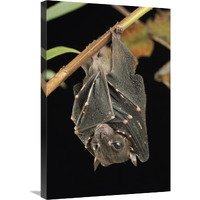 Spotted-winged Fruit Bat roosting, Bukit Sarang Conservation Area, Bintulu, Borneo, Malaysia-Canvas Art-20"x30"