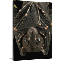 Spotted-winged Fruit Bat roosting, Bukit Sarang Conservation Area, Bintulu, Borneo, Malaysia-Canvas Art-20"x30"