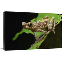 Bornean Rainbow Toad, unseen since 1924 it was rediscovered in 2011, Sarawak, Borneo, Malaysia-Canvas Art-30"x20"