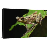 Bornean Rainbow Toad, unseen since 1924 it was rediscovered in 2011, Sarawak, Borneo, Malaysia-Canvas Art-36"x24"