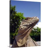 Green Iguana sunbathing-Canvas Art-24&quotx36"