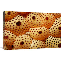 Sea Squirt Ascidian, Indonesia-Canvas Art-30"x20"