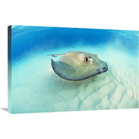 Southern Stingray, Stingray City-Canvas Art-30&quotx20"