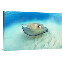 Southern Stingray, Stingray City-Canvas Art-36&quotx24"