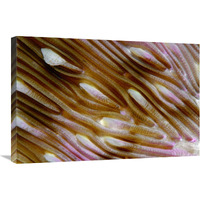 Detail of Mushroom Coral, Indonesia-Canvas Art-30&quotx20"