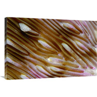 Detail of Mushroom Coral, Indonesia-Canvas Art-36&quotx24"