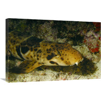 Epaulette Shark portrait underwater-Canvas Art-30"x20"