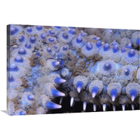 Spiny Starfish close up detail of spines, United Kingdom-Canvas Art-36"x24"