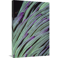 Snakelocks Anemone tentacles waving in ocean current, Europe-Canvas Art-20"x30"