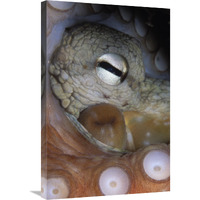 Common Octopus close up of eye, siphon and suction cups on tentacle, Europe-Canvas Art-20"x30"