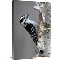 Downy Woodpecker, Canada-Canvas Art-20"x30"