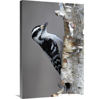 Downy Woodpecker, Canada-Canvas Art-24&quotx36"