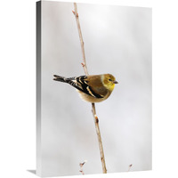 American Goldfinch, Canada-Canvas Art-20"x30"