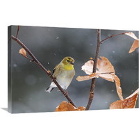 American Goldfinch in winter, Canada-Canvas Art-30"x20"